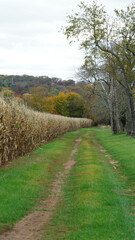 The beautiful autumn view with the colorful trees and harvest corn field