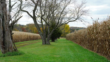 The beautiful autumn view with the colorful trees and harvest corn field