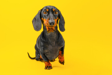 Smooth-haired black and tan dachshund dog sits on hind legs, raising paw expectantly, looking...
