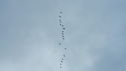 The wild geese flying in the sky for their seasonal immigration
