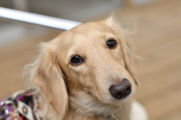 つぶらな瞳でこちらを見つめる犬