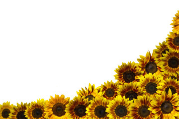 Close-up of many sunflowers arranged isolated on transparent background png file.