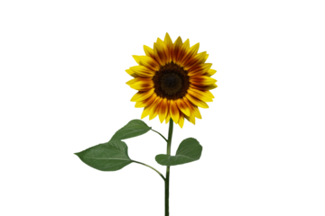 Close-up of blooming sunflowers isolated on transparent background png file.