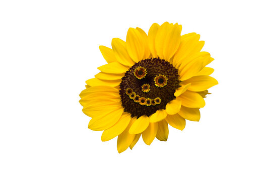 Close-up of isolated sunflowers arranged into smiling flower faces isolated on transparent background png file.
