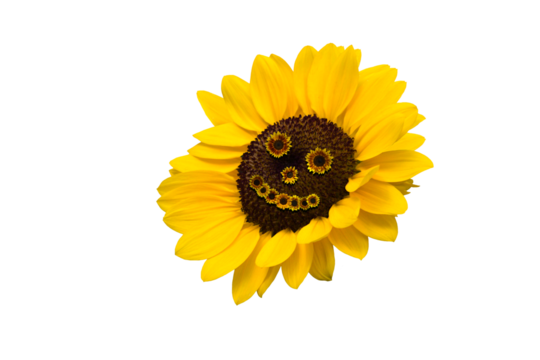 Close-up of isolated sunflowers arranged into smiling flower faces isolated on transparent background png file.