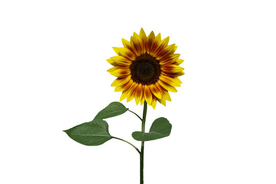 Close-up of blooming sunflowers isolated on transparent background png file.