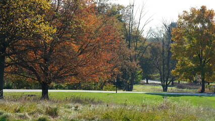 The colorful and beautiful leaves on the trees in autumn