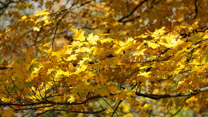 The colorful and beautiful leaves on the trees in autumn