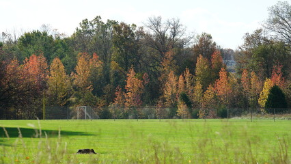 The colorful and beautiful leaves on the trees in autumn