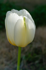 白いチューリップ