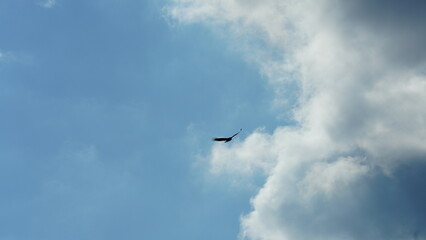 One eagle flying in the cloudy blue sky