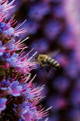 Close-up Of Bee Flying Into Flower With Blurred Background