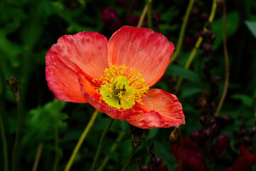 Fototapeta premium Orange Red Old Flower With Yellow Center Against Green