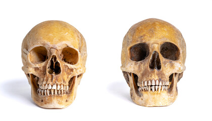 human skull isolated on white background