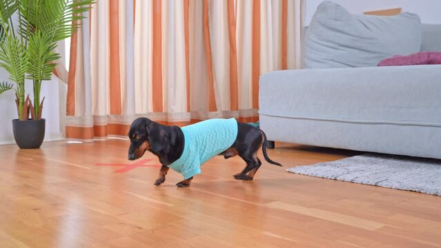 Cunning smart dachshund dog picks up dry food from floor, carefully avoiding red cross trap Naughty hungry puppy with bad training eats from floor Temptation of pet, test of upbringing, endurance