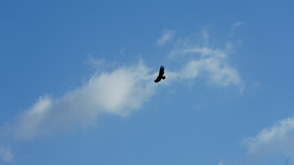 One eagle flying in the cloudy blue sky