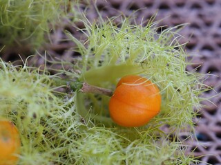 The photo depicts a Passiflora foetida Linn, commonly known as the 