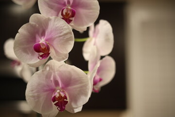 orchids looking pretty
