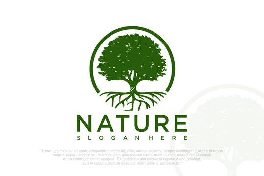 Oak tree logo template . Vector illustration