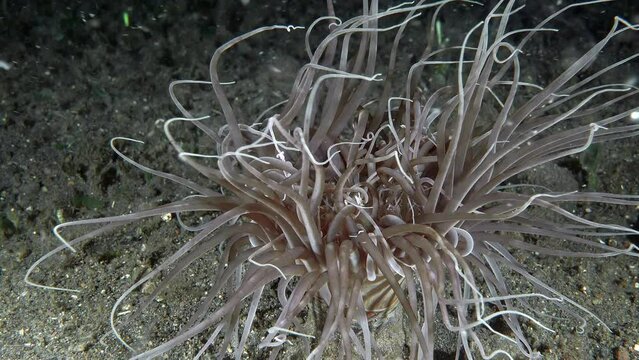 The tubular sea anemone lives at the bottom of the tropical sea. At night, he spreads his long tentacles, which swing on the sea current. Anemone catches plankton with its long tentacles.