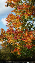 The colorful and beautiful leaves on the trees in autumn