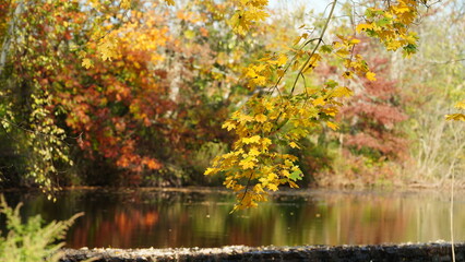 Fototapeta premium The colorful and beautiful leaves on the trees in autumn