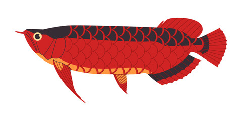 red color asian arowana fish wild nature freshwater predator carnivore animal and expensive aquarium creature