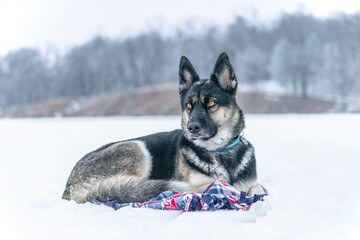 Snowbound German Shepard (Canis Lupis). Thick furred canine loves lounging in the winter snow. Domestic family pet enjoying the dog life up North. Striking yellow eyes on this cuddly, friendly pup