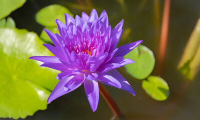 White water lily
