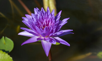 White water lily