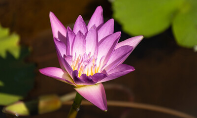 White water lily