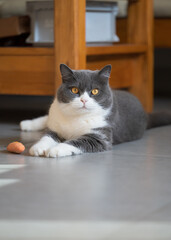 British shorthair cat lying on the floor