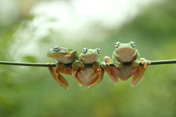 frog, cute frog, three cute frogs