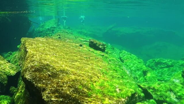 Fondo de un estanque natural cubierto de algas verdes y gente nadando.