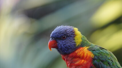Beautiful lorikeet parrot in Australia