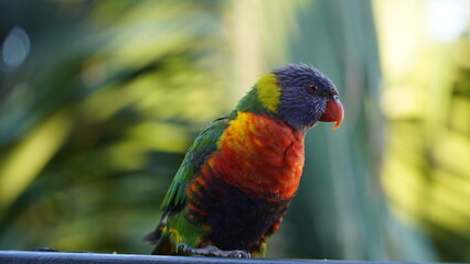 Colourful parrot in Sydney