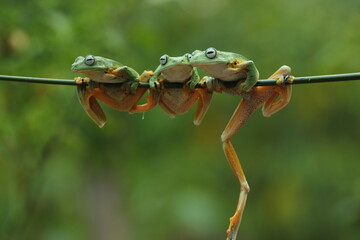 frog, cute frog, three cute frogs