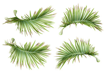 Set of palm leaf on white background
