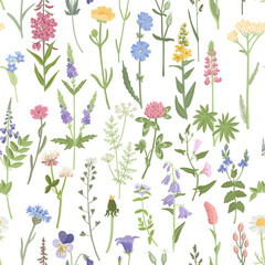 seamless pattern with field flowers, vector drawing wild flowering plants at white background, floral border, hand drawn botanical illustration