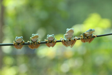 frogs, cute frogs, five cute frogs