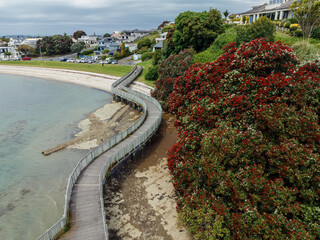 Pohutukawa Trees in Flower and walkway on Bucklands Beach, Auckland, New Zealand