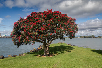 Pohutukawa Tree in Flower. Also known as the New Zealand Christmas Tree. Auckland, New Zealand