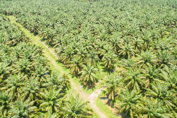 aerial view of palm oil plantation