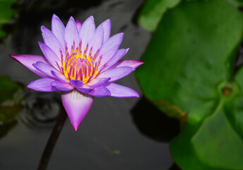 The blue lotus (Nelumbo nucifera)