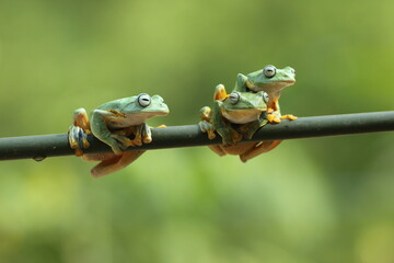 frog, flying frog, three cute flying frogs
