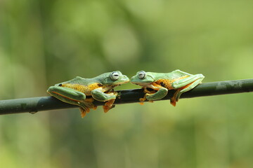 frog, flying frog, cute, two cute frogs are on a wooden branch
