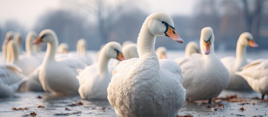 Blurry motion focusing on geese and swans waiting for food at Alster lake, Hamburg. - obrazy, fototapety, plakaty