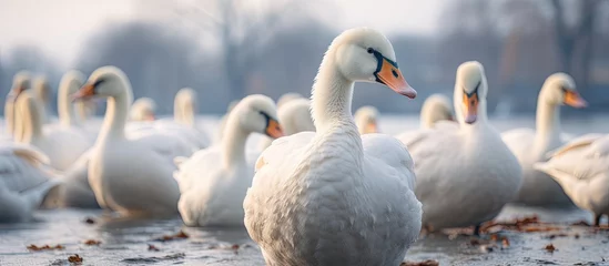 Gordijnen Blurry motion focusing on geese and swans waiting for food at Alster lake, Hamburg. © AkuAku