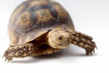 Naklejka premium Cute small baby African Sulcata Tortoise in front of white background, African spurred tortoise isolated white background studio lighting,Cute animal