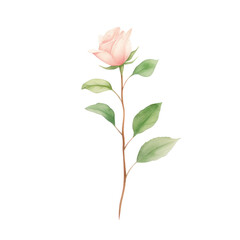 Watercolor illustration of rose flower isolated on background.